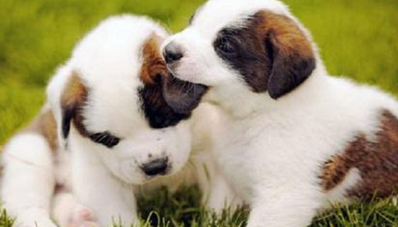 适合有孩子的家庭养的性格温和的狗狗都在这里