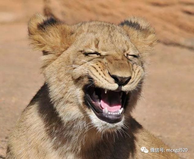 萌宠开怀大笑瞬间,你最喜欢哪一个呢