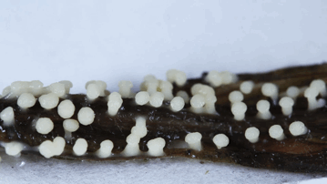 曳尾菌快更新吧90后女孩成科普博主走遍上海郊野拍摄菌类小精灵