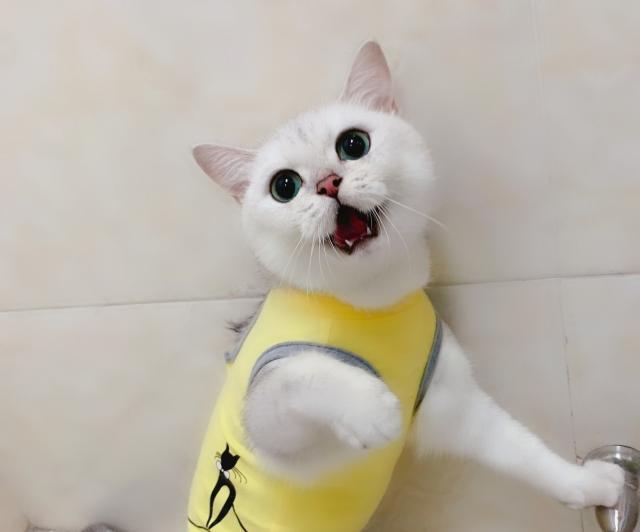 猫咪可以吃的5种水果,个个对猫有益,榴莲排第