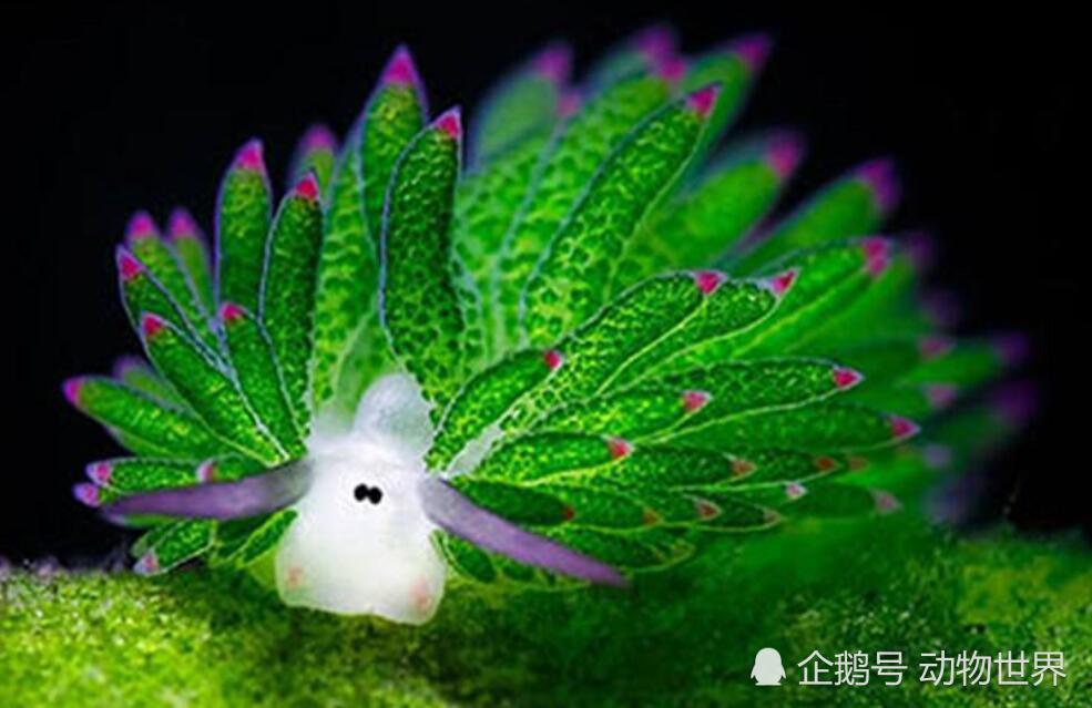 美丽的海中精灵 叶羊 可以通过吃海藻让身体变绿