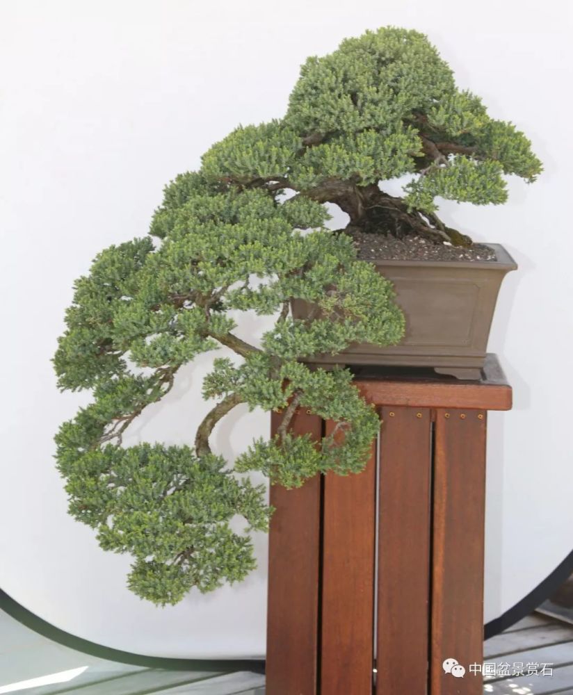 黑剪刀精神闪耀新沂 11个国家的中国盆景大使将助力中国工