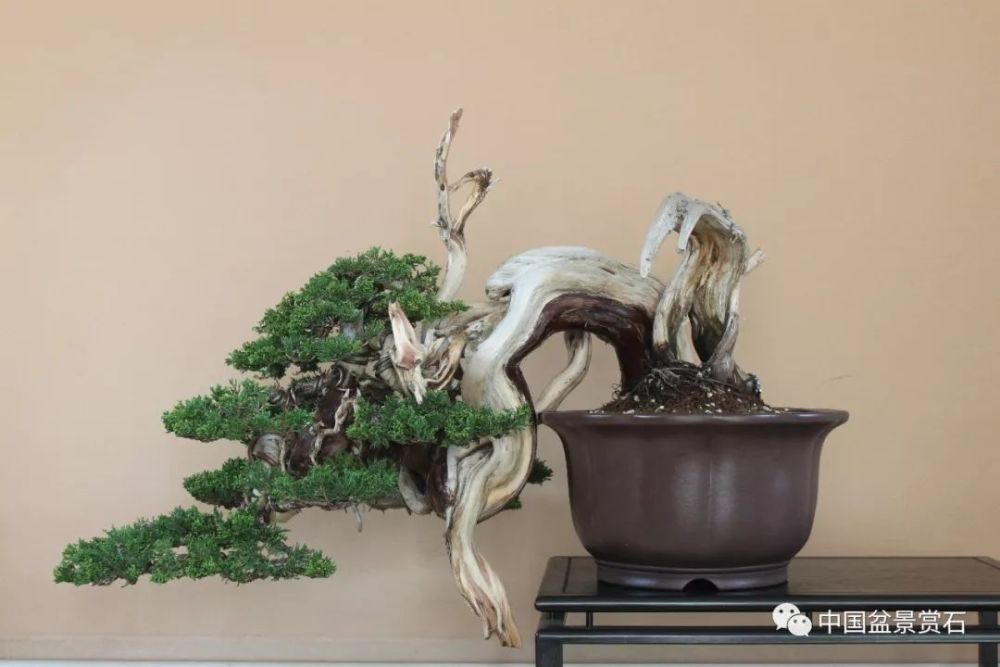 黑剪刀精神闪耀新沂 11个国家的中国盆景大使将助力中国工