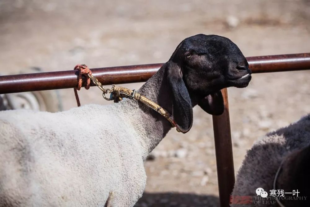 新疆羊肉好吃关键是羊的品种羊中超级贵族刀郎羊价格高的吓人