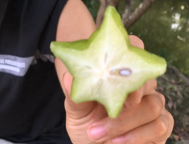 南方农村不值钱的"星星果",熟透也没人吃,城里却卖十几元一斤