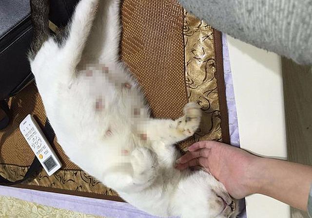 猫咪迟迟不生 小心流产可能 主人应知四种易导致流产的原因