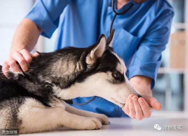 小心 狗狗的眼睛 一旦有这些情况 代表它生病了