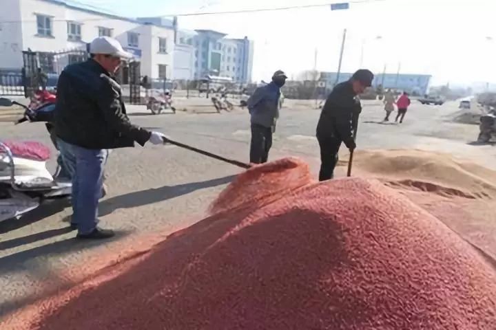 冬小麦|今年小麦什么时间播种好？牢记：晚播一天，用种量增加一斤！