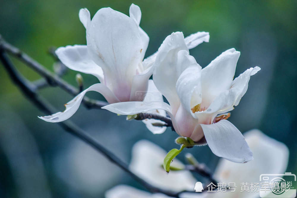 想念初春的花朵 遇见玉兰花春雨中盛开的美丽