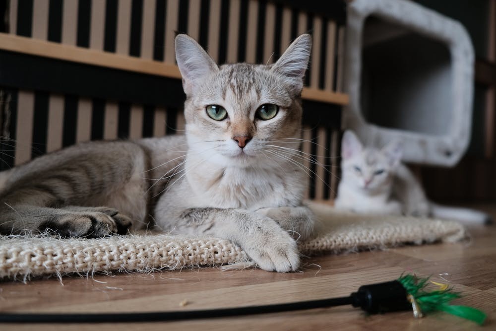 猫咪叫声背后藏着的小秘密 搞清楚它 你就是猫咪最铁的 兄弟