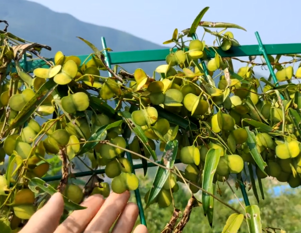 的野果,例如春天的三月泡,夏天的野草莓,秋天桃金娘以及冬天的竹节子