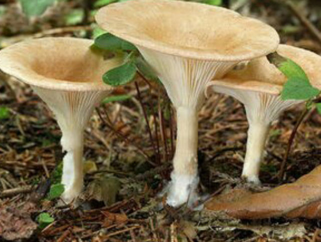 这种菌菇形状既像杯子又像伞质嫩味美极畅销如今是名贵食用菌