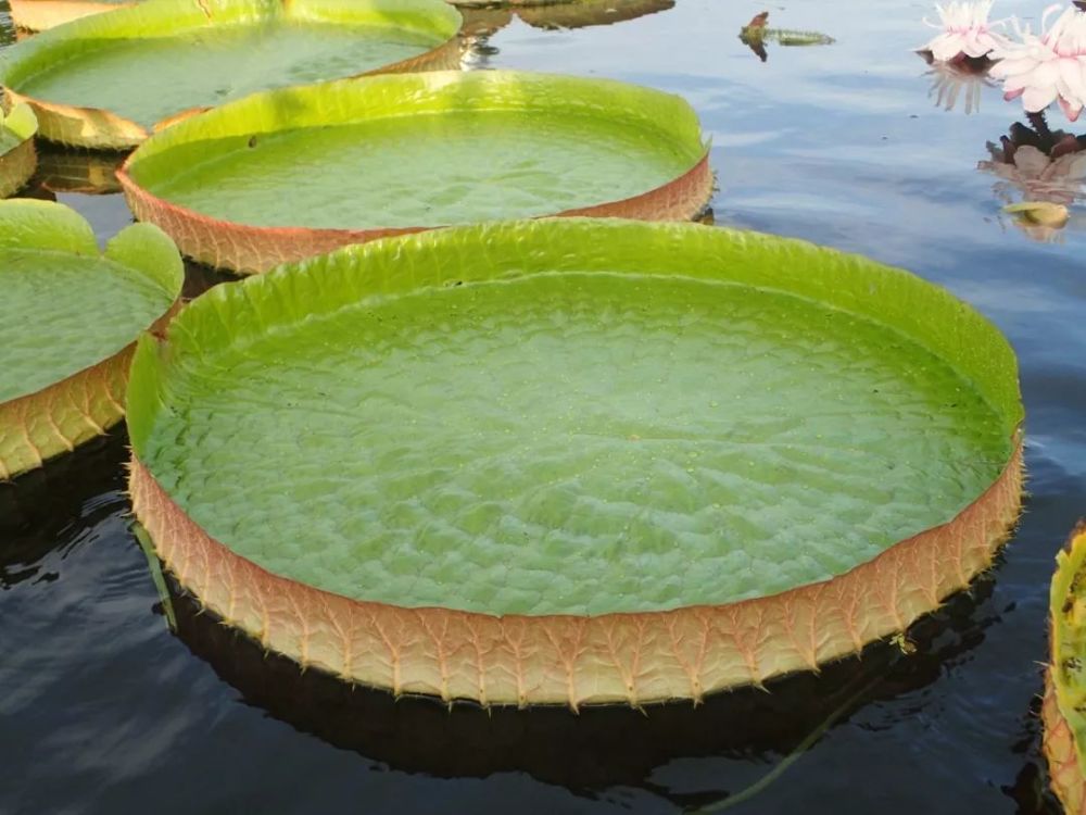 图:克鲁兹王莲叶片(寿海洋摄)王莲叶背面具有粗大的叶脉,构成网状骨架