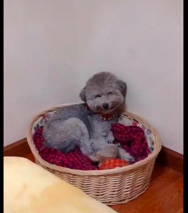 网友给贵宾犬吃了个西红柿,它躲在窝里偷偷笑,有这么好吃吗?