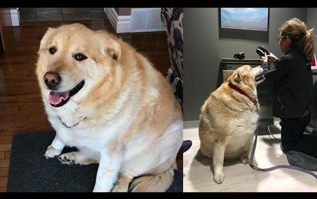 金毛太胖重达80公斤,主人没耐心帮它减肥,丢到医院要求安乐死