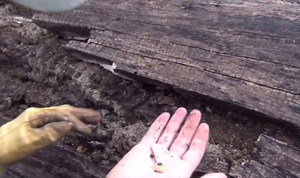 外国大叔野外抓木虫烤来吃,没想到连狗都不吃,看完你敢吃不?