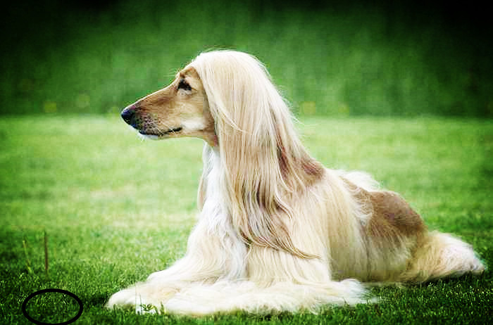 主人给狗狗编了辫子,网友一看,当时就心动了