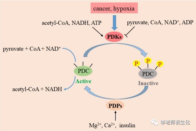 丙酮酸脱氢酶的结构、功能与应用