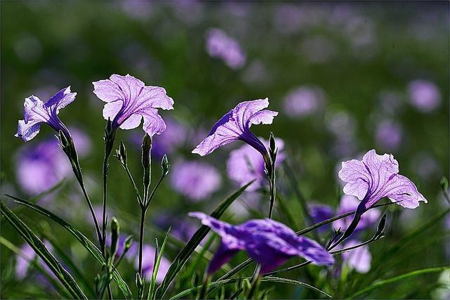 腾讯内容开放平台