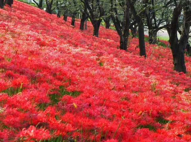 深度丨日本最妖豔秋景彼岸花觀賞指南整片大地被染紅的震撼無人能擋