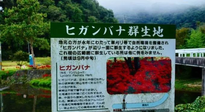深度丨日本最妖艳秋景 彼岸花观赏指南 整片大地被染红的震撼无人能挡