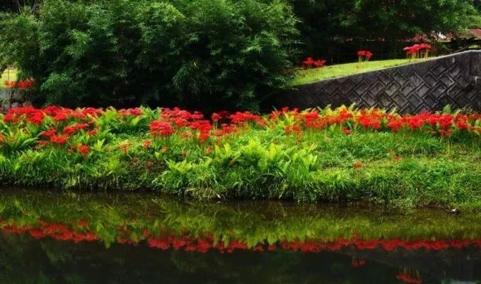 深度丨日本最妖艳秋景 彼岸花观赏指南 整片大地被染红的震撼无人能挡