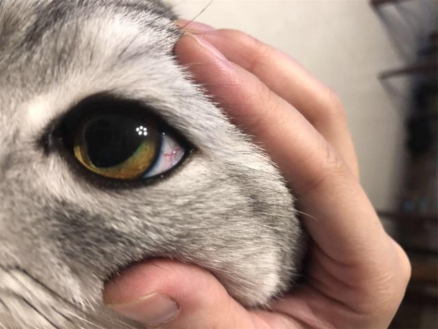 猫咪u201c双眼皮u201d手术并非是为了美，只因严重倒睫会使其失明