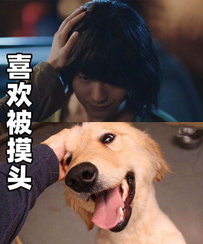 莫格利是狼孩却总和狗狗相撞?喜欢被摸头就算了,最后委屈给谁看