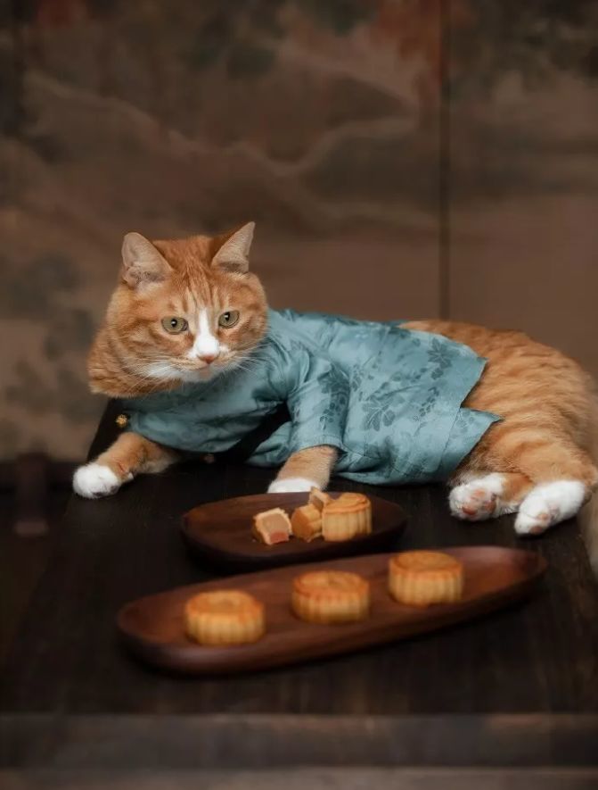 喵星人穿上汉服,共度中秋