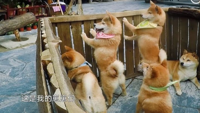 明星主人为锅碗瓢盆一周岁生日,宋茜最走心,张继科连照片都不晒