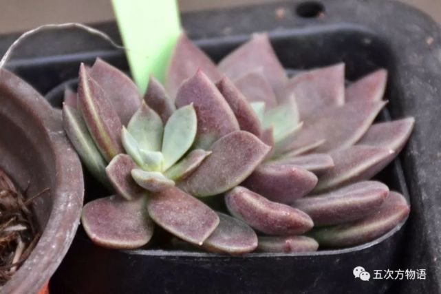 多肉植物的名字为什么那么怪 叶缘 月光女神 多肉 石莲 日文