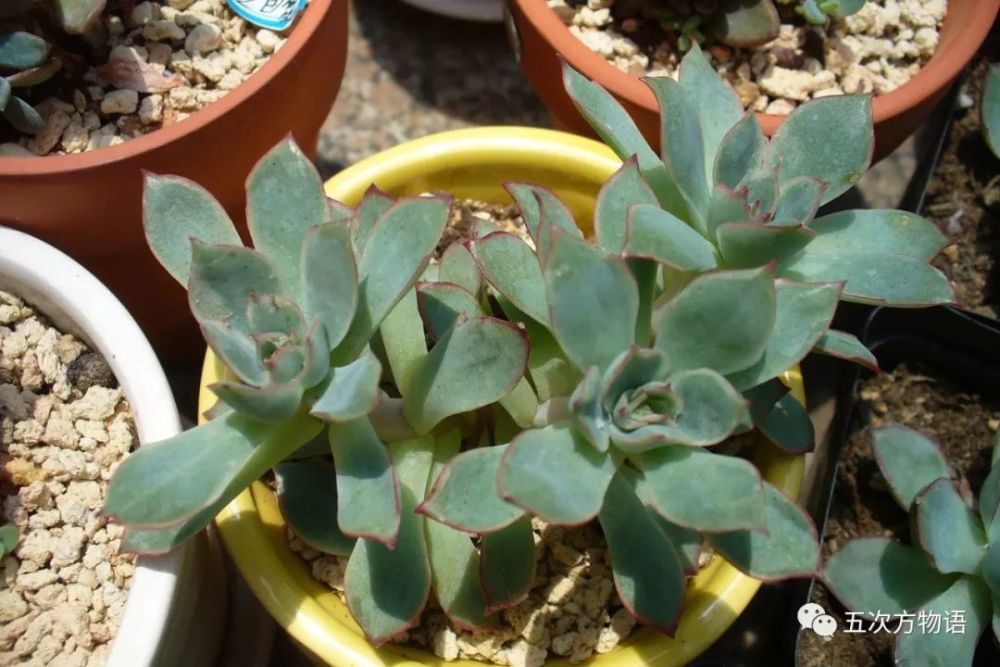 多肉植物的名字为什么那么怪