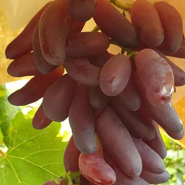 日本志村研究所新品种葡萄赏析,网友:个个高颜值,难种植