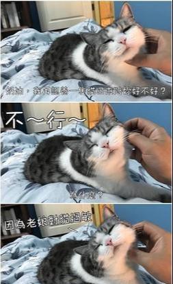 主人误食猫咪肉泥 400亿乳酸菌拉到虚脱 猫咪 让你偷吃
