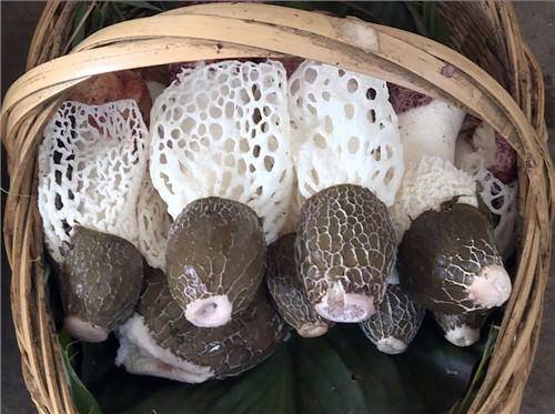 得不一样,它有着雪白色的圆柱状菌柄,全身上下都是网状,有点像干蛇皮