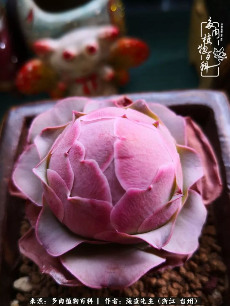 科普 浅谈山地玫瑰生长期的浇水与施肥