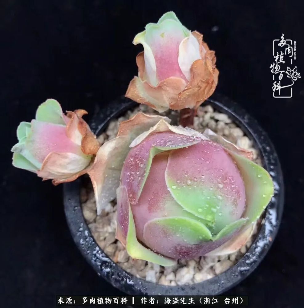 科普 浅谈山地玫瑰生长期的浇水与施肥