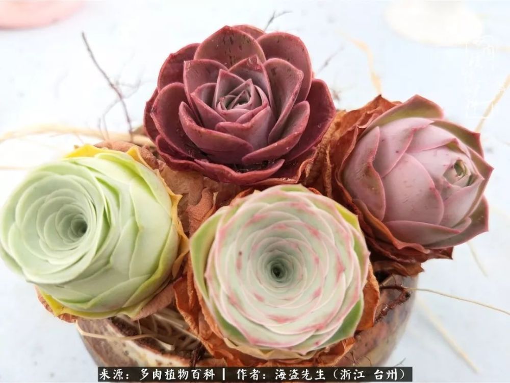 科普 浅谈山地玫瑰生长期的浇水与施肥