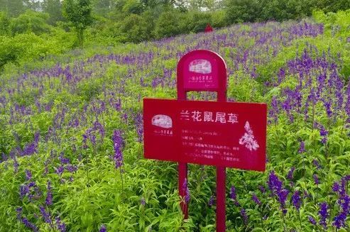 小团山香草农庄图片