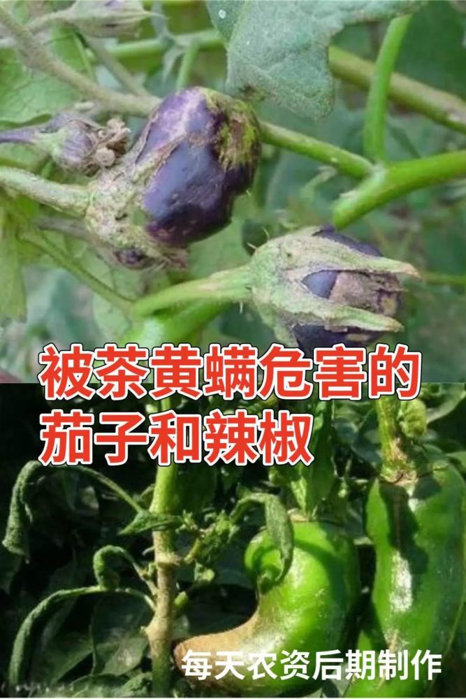 黄瓜,茄子,辣椒,马铃薯,番茄,芹菜等,被茶黄螨危害的果实,会变得畸形