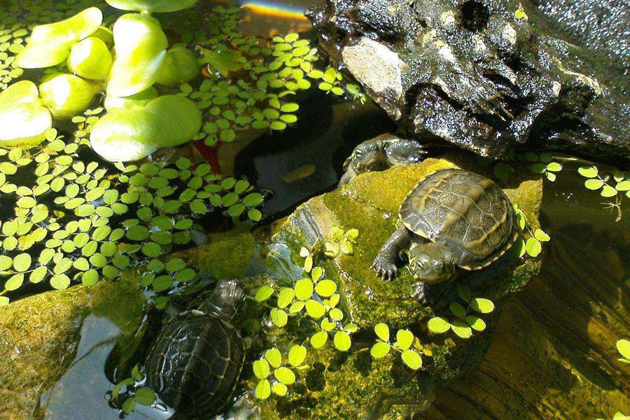 如何养出好龟有诀窍,这个养龟方法值得尝试