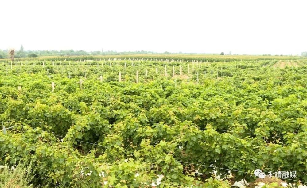 永靖县岘塬镇光辉村葡萄采摘正当时