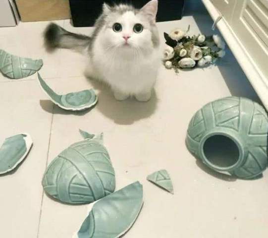 调皮猫咪打碎花瓶 女主人本来想打猫 但看到瓶中之物 笑出猪叫