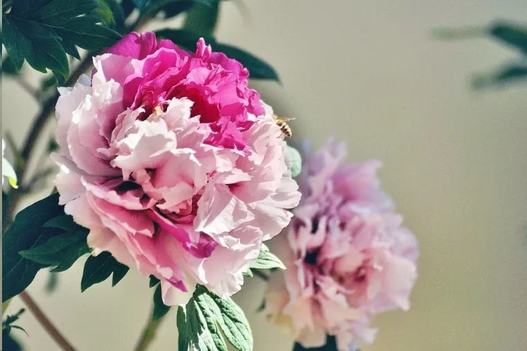 牡丹花种植方法 盆栽配土参考方案