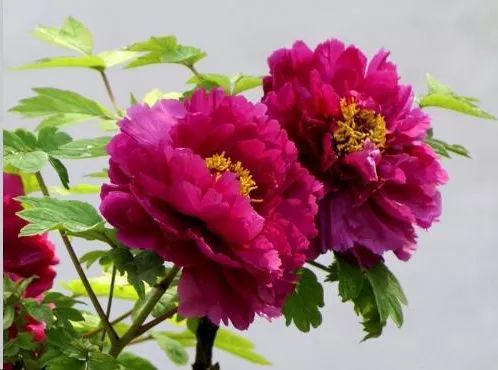 牡丹花种植方法 盆栽配土参考方案