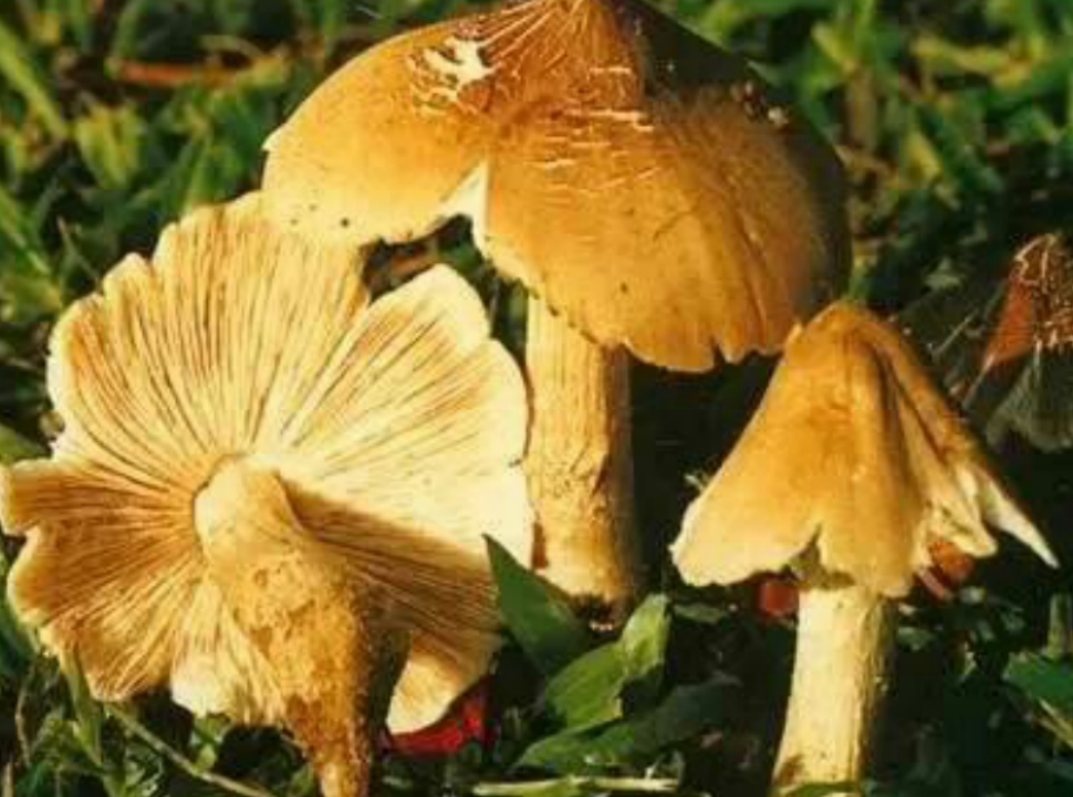 这种菌专长在白蚁巢上,菌肉细嫩味道鲜美,如今野生的人们抢着采