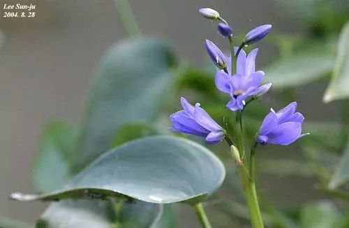 水葫芦 猪都不吃的湿垃圾