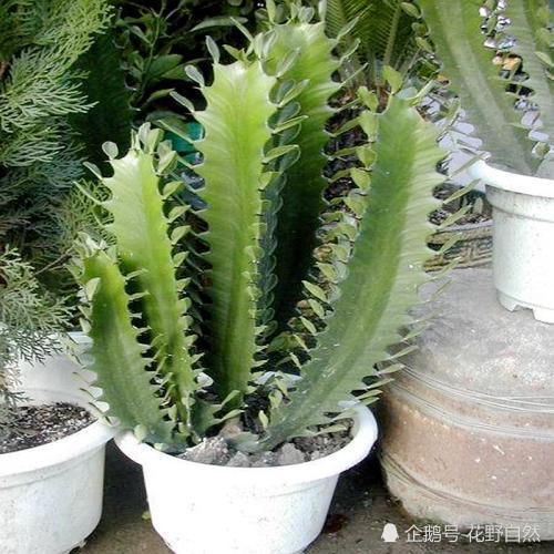 放在门口能挡煞招财辟邪的植物家里一定要有一盆