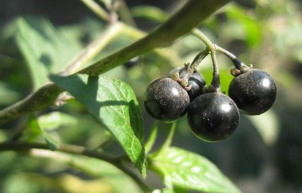 玉米地常见野果"黑悠悠",不少人小时候吃过,却不知它其实有毒