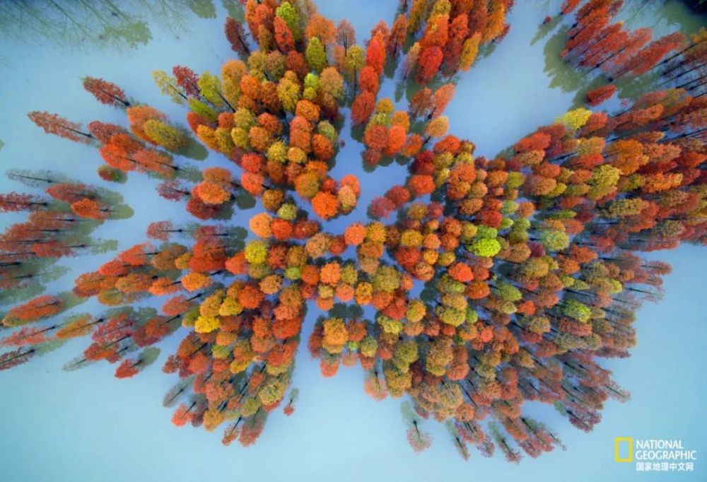 南京|秋天千万别去南京，否则就不想回去了